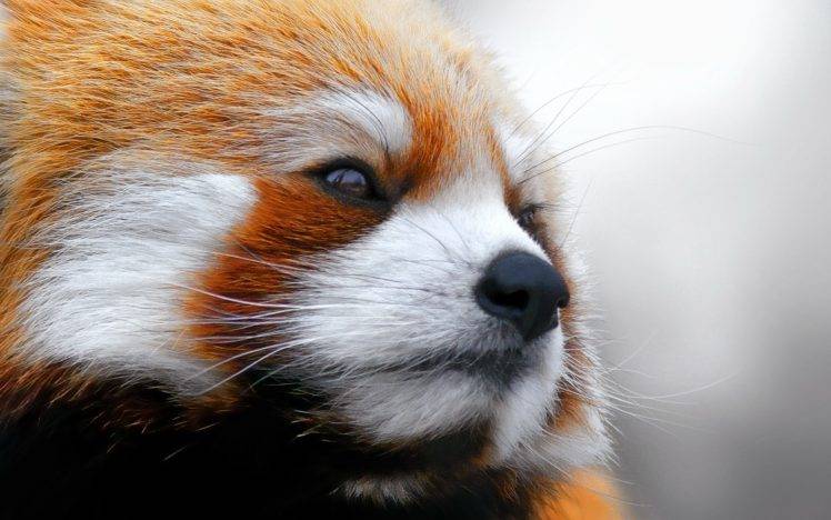 animals, Red Panda, Closeup, Face HD Wallpaper Desktop Background
