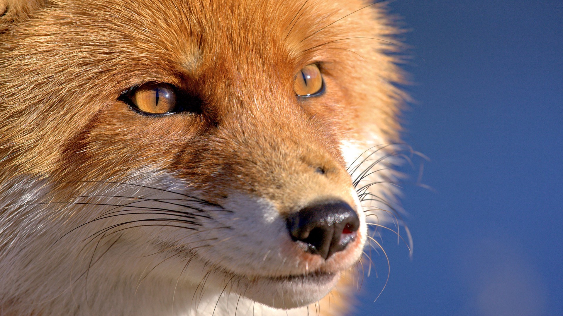 animals, Fox Wallpaper