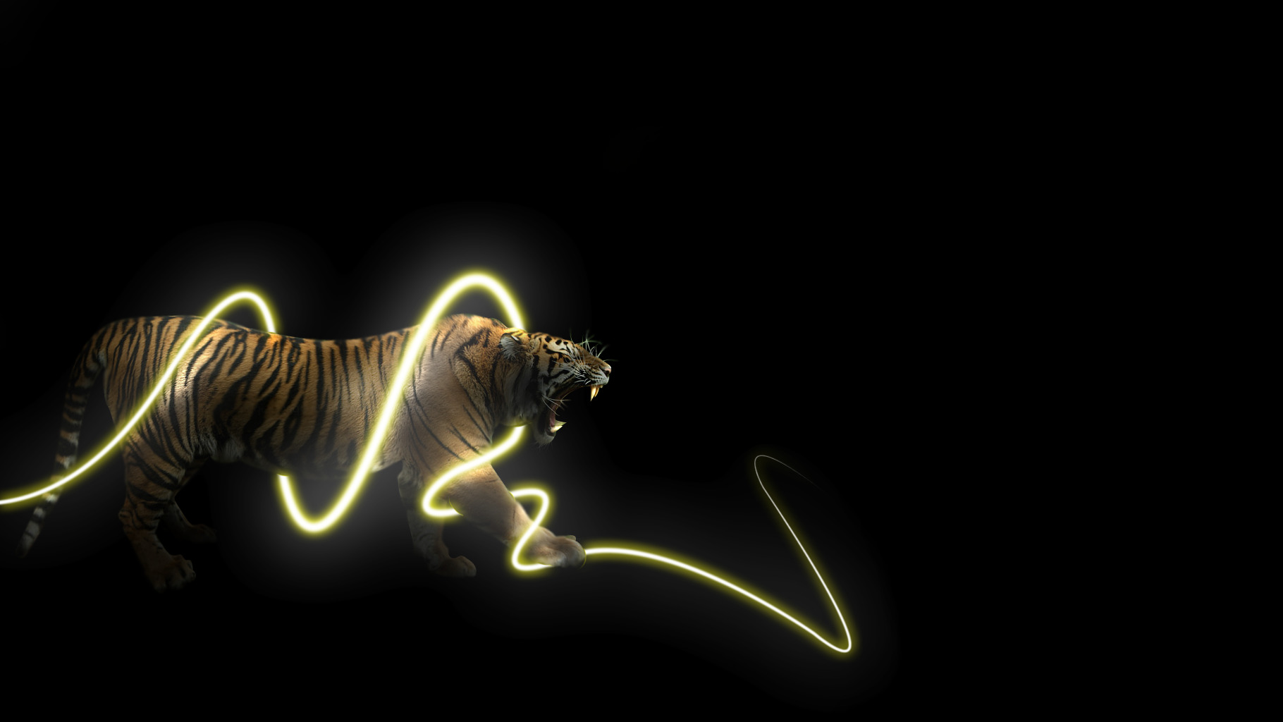 animals, Light Trails, Tiger, Black Background Wallpaper