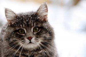 animals, Cat, Snow