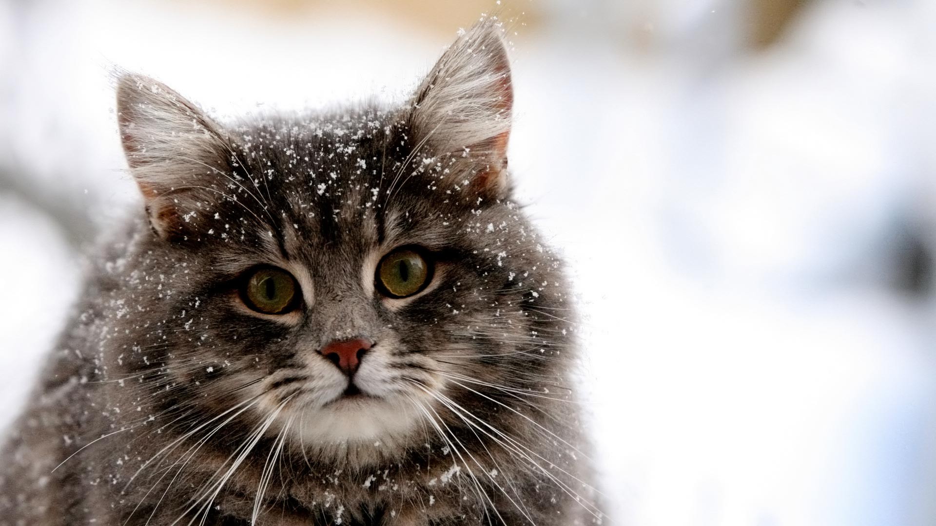 animals, Cat, Snow Wallpaper