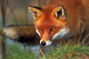 animals, Fox