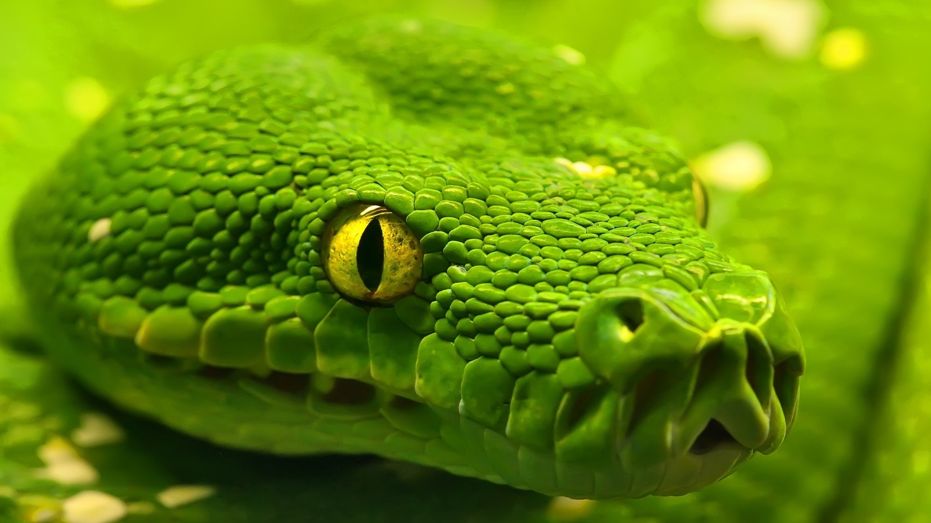 animals, Reptile, Snake Wallpaper