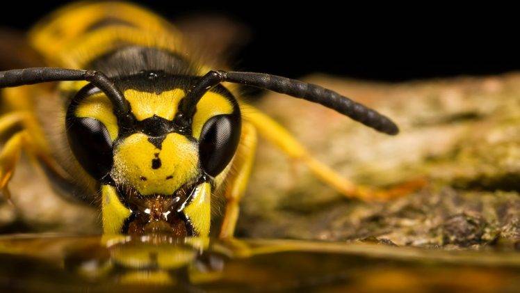 animals, Insect, Bees, Wasps HD Wallpaper Desktop Background