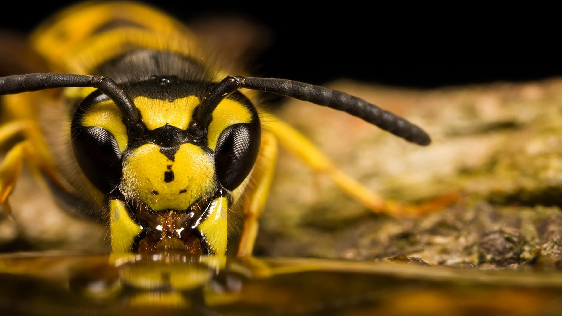 animals, Insect, Bees, Wasps Wallpaper