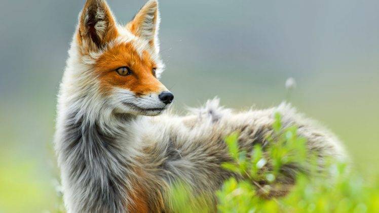 150 Fox HD Wallpapers and Backgrounds