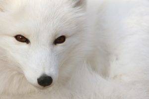 animals, Arctic Fox, Fox