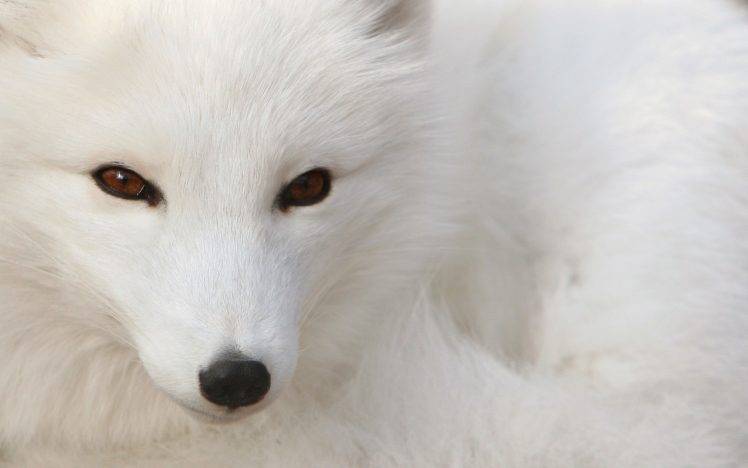 animals, Arctic Fox, Fox HD Wallpaper Desktop Background