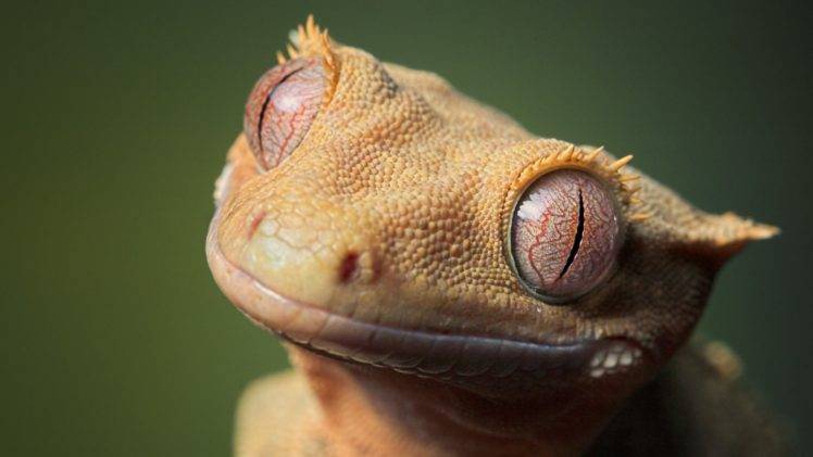 animals, Gecko, Eyes HD Wallpaper Desktop Background
