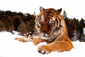 animals, Snow, Tiger