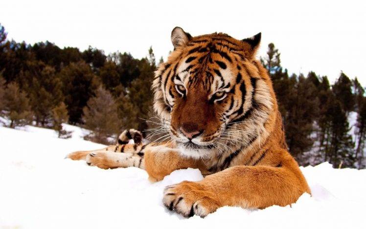 animals, Snow, Tiger HD Wallpaper Desktop Background
