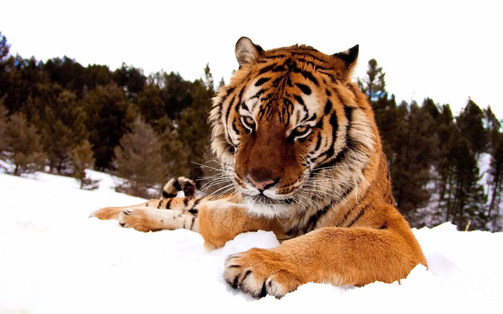 animals, Snow, Tiger Wallpaper