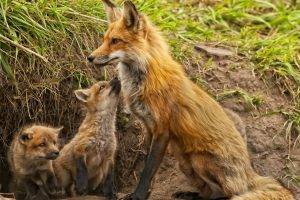 animals, Fox, Baby Animals
