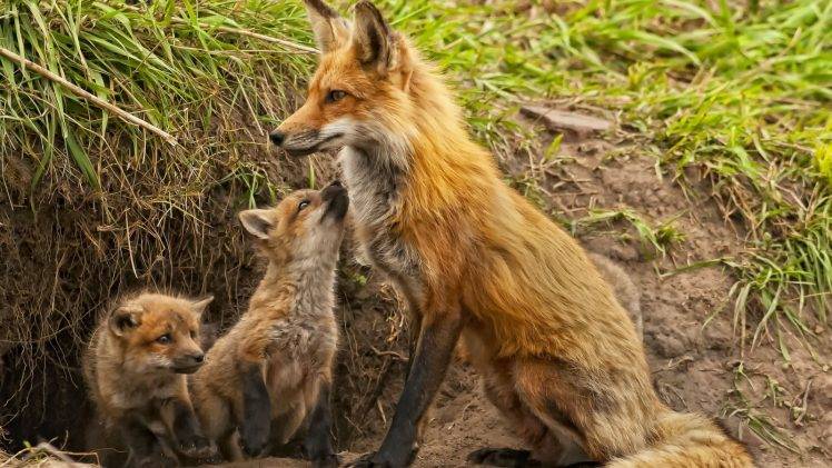 animals, Fox, Baby Animals HD Wallpaper Desktop Background