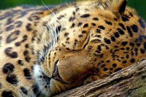 animals, Leopard, Sleeping