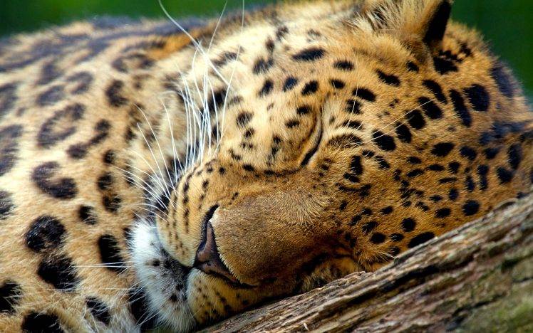 animals, Leopard, Sleeping HD Wallpaper Desktop Background