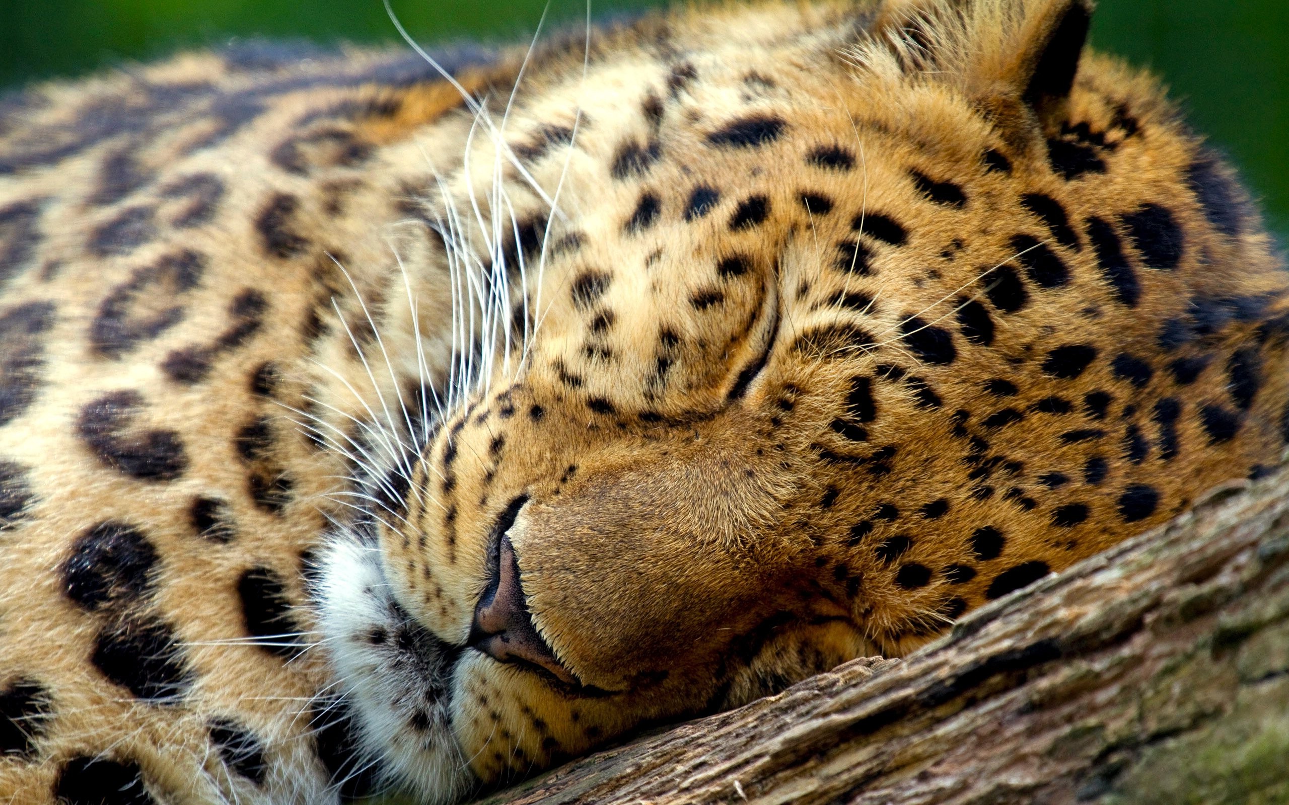 animals, Leopard, Sleeping Wallpaper