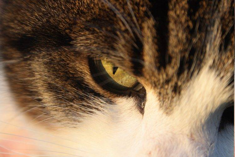 animals, Cat, Closeup HD Wallpaper Desktop Background