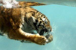 animals, Water, Tiger