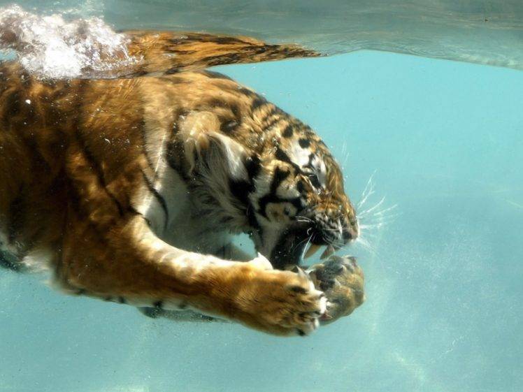 animals, Water, Tiger HD Wallpaper Desktop Background