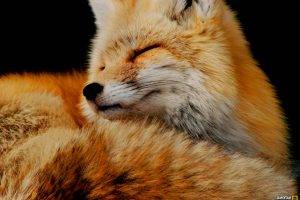animals, Fox, National Geographic