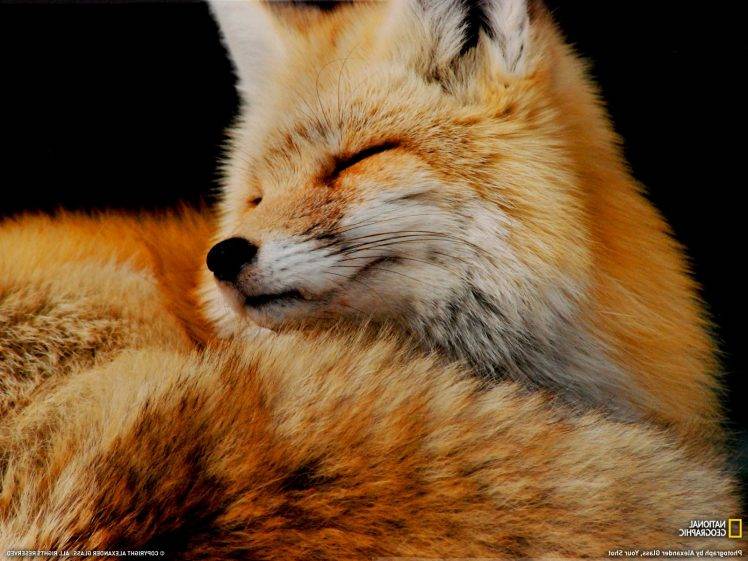 animals, Fox, National Geographic HD Wallpaper Desktop Background