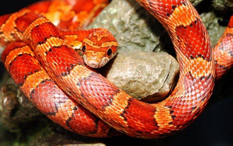 animals, Snake, Reptile HD Wallpaper Desktop Background