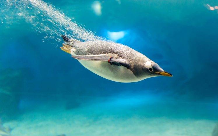 animals, Penguins, Birds, Underwater HD Wallpaper Desktop Background