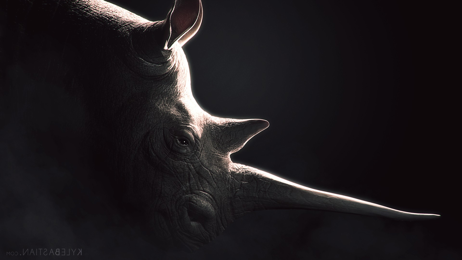 animals, Rhino Wallpapers HD / Desktop and Mobile Backgrounds
