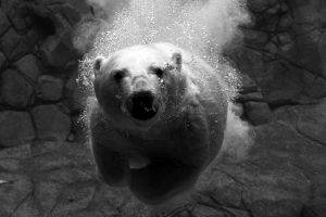animals, Polar Bears, Underwater