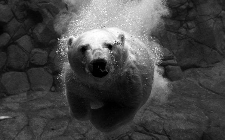 animals, Polar Bears, Underwater HD Wallpaper Desktop Background