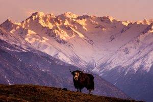 animals, Landscape, Mountain, Tibet, Yaks
