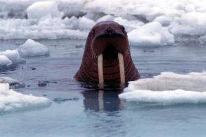 animals, Ice, Sea, Walruses