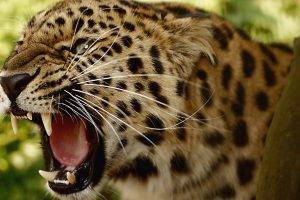 animals, Amur Leopards, Leopard
