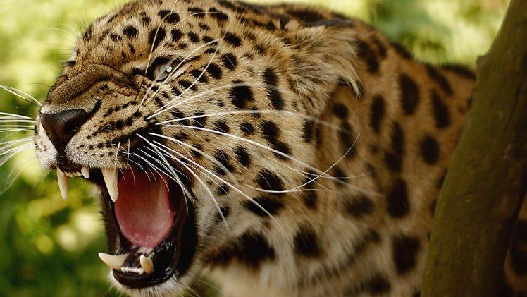 animals, Amur Leopards, Leopard HD Wallpaper Desktop Background