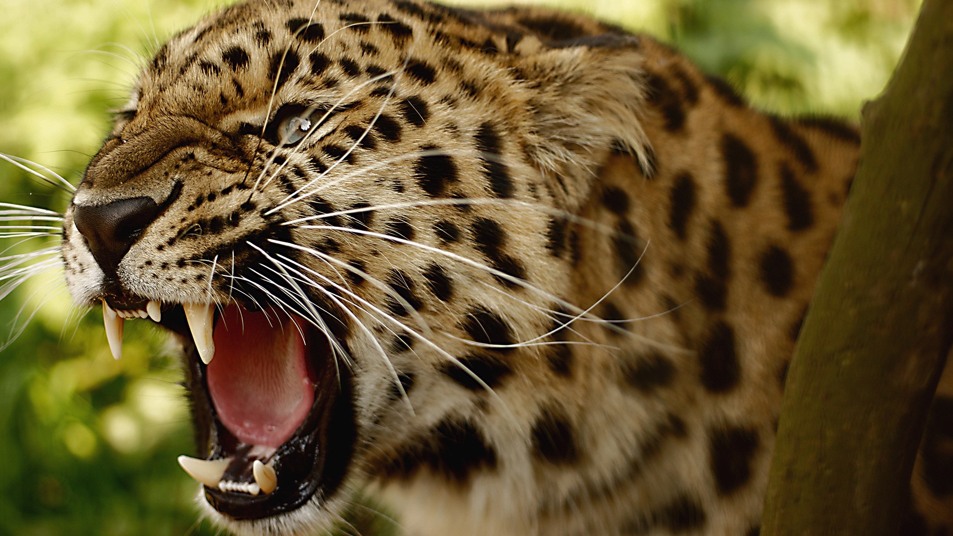 animals, Amur Leopards, Leopard Wallpapers HD / Desktop and Mobile Backgrounds
