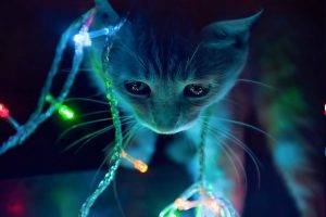 animals, Cat, Christmas Lights