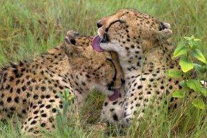 animals, Cheetahs, Tongues