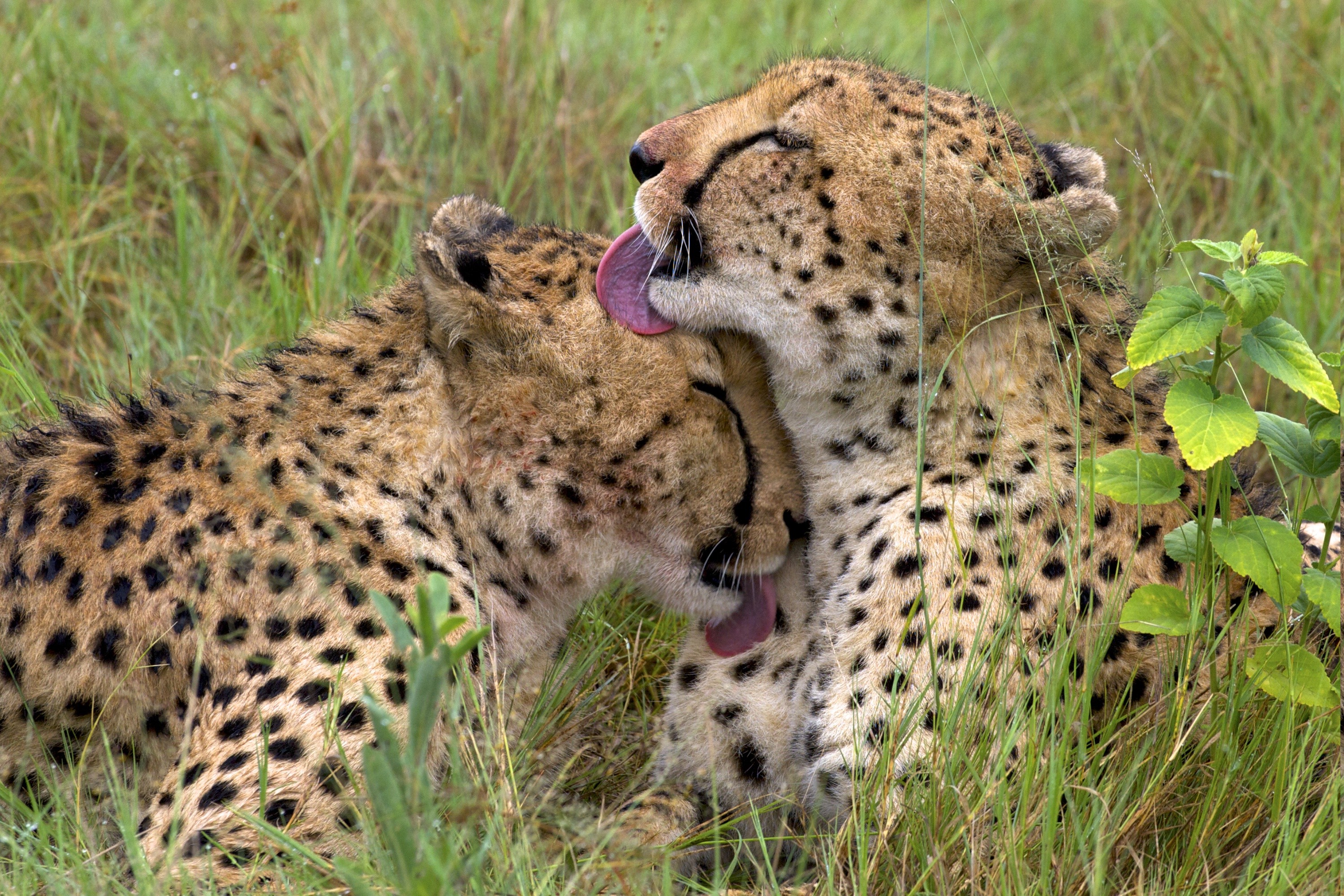 animals, Cheetahs, Tongues Wallpapers HD / Desktop and Mobile Backgrounds