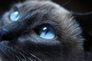 animals, Cat, Blue Eyes
