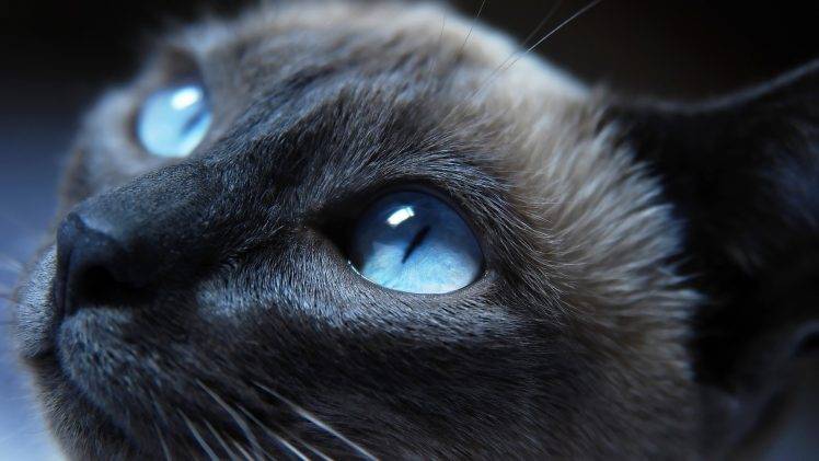 animals, Cat, Blue Eyes HD Wallpaper Desktop Background