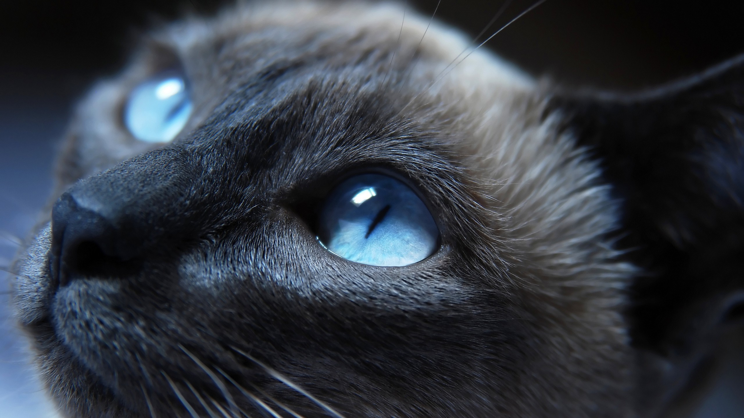 animals, Cat, Blue Eyes Wallpaper