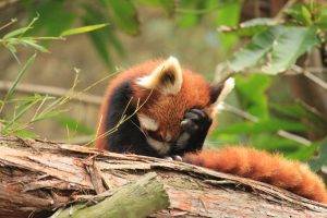 animals, Red Panda, Sad