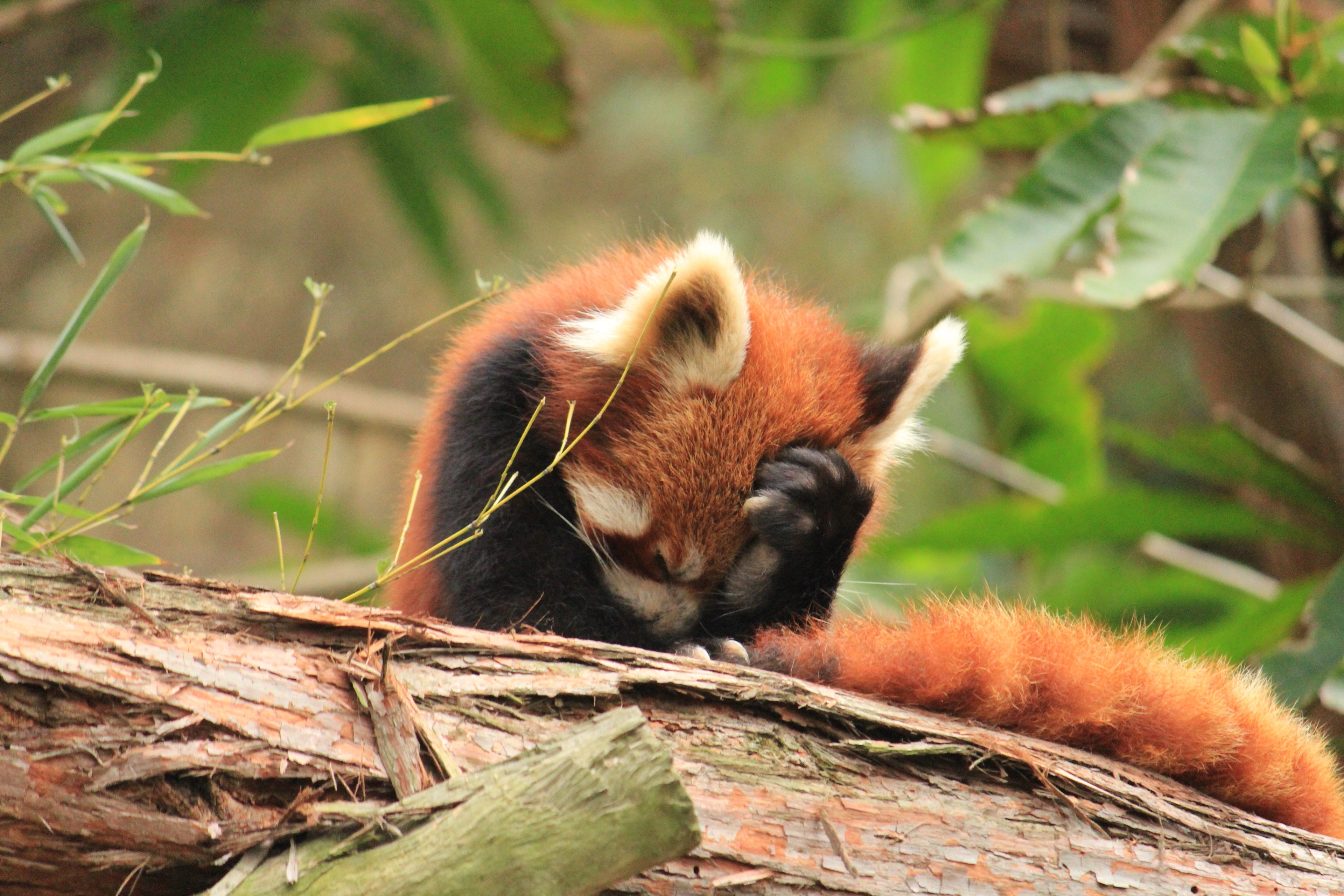 animals, Red Panda, Sad Wallpaper