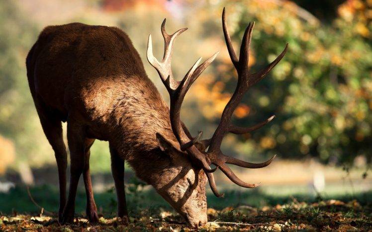 animals, Deer, Antlers, Sunlight HD Wallpaper Desktop Background