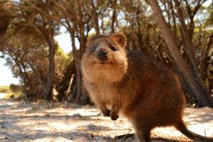 animals, Australia, Quokka