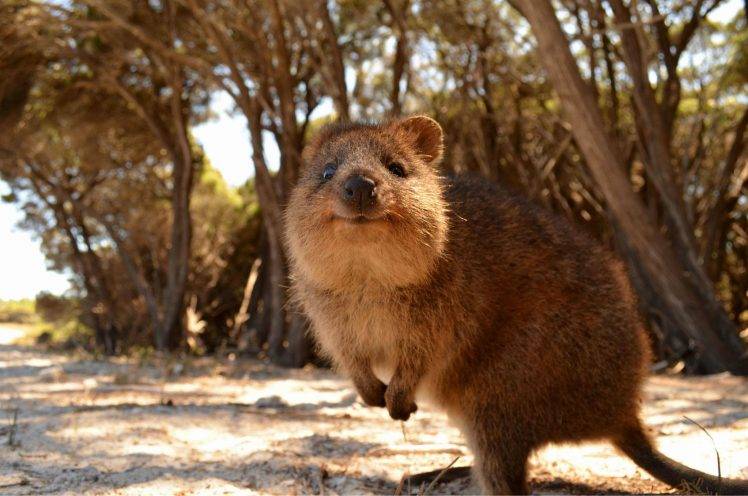 animals, Australia, Quokka HD Wallpaper Desktop Background