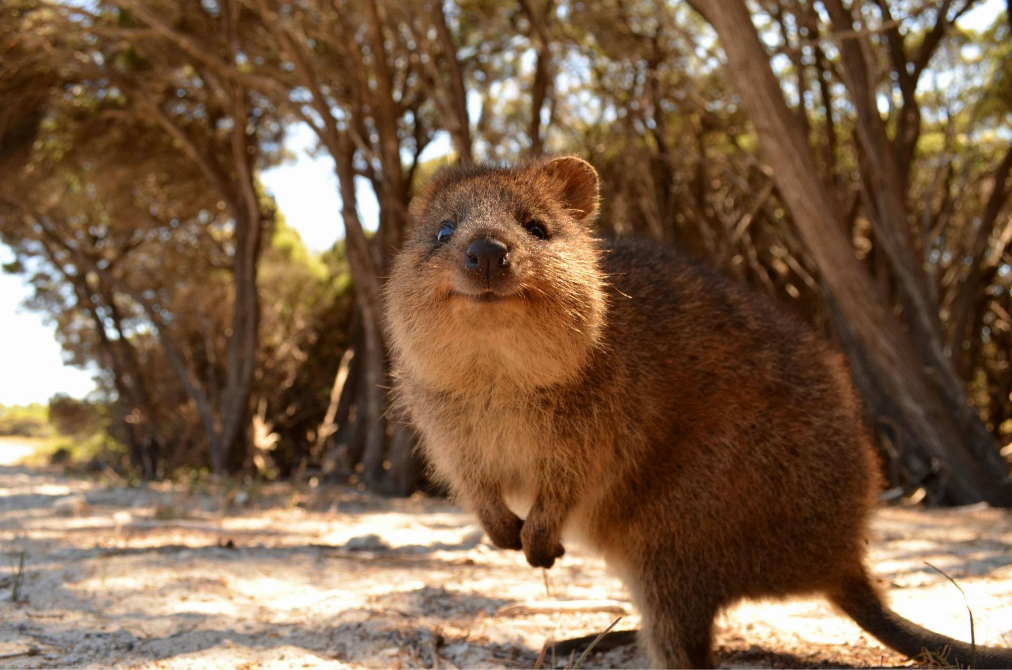Animals Australia Quokka Wallpapers HD Desktop And Mobile Backgrounds