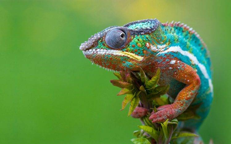 animals, Reptile, Chameleons HD Wallpaper Desktop Background