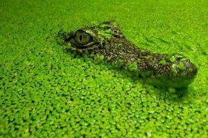animals, Crocodiles, Plants, Reptile